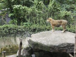 Huru Hara Mati, Pemkot Evaluasi Tata Kelola Kebun Binatang Bandung